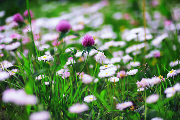 Plants and flowers macro. Detail of petals and leaves at sunset. Natural nature background.