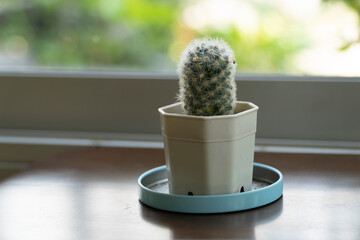 Cactus on the table near the windows