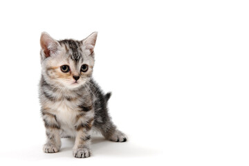 Obraz premium Fluffy purebred gray kitten on a white isolated background