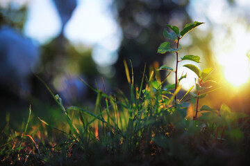 Plants and flowers macro. Detail of petals and leaves at sunset. Natural nature background.