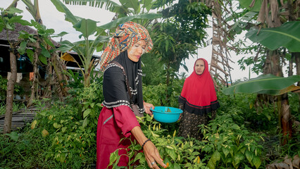 Two banjar women pick chilies in the garden village