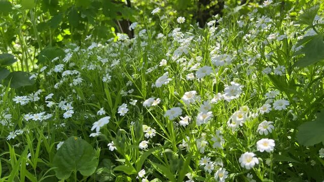 Meadow green grass and white flowers cerastium arvense  field mouse-ear perennial plant.