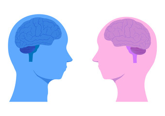 男性脳と女性脳のイラスト