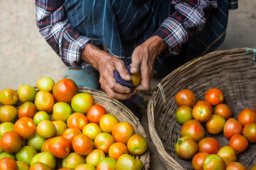 A man puts tomatoes in a basket and cleans them