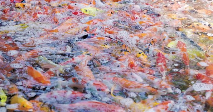 Slow motion of colorful koi or carp fish swimming, eating food in clean water, pond or fishpond. To decorative yard, outdoor, garden of house, cafe and restaurant. Represent luck, japanese culture.