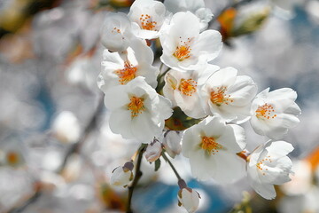 White cherry flowers in close-up.