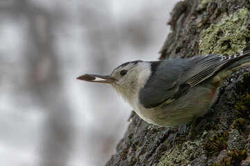 A small bird trying to find a home for a seed.
