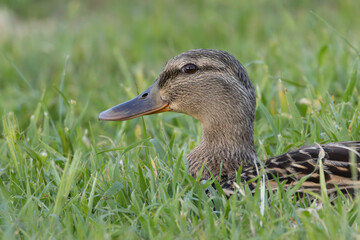 A female Mallard Duck resting on the grass