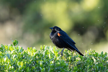 A Starling Black Bird on top of a bush