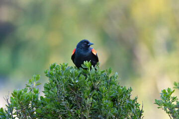 A Starling Black Bird on top of a bush