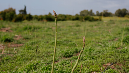 Fresh asparagus stalks on the plantation