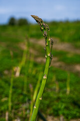 Young asparagus stalks grow on a plantation
