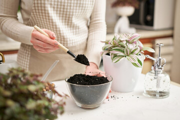 woman preparing soil for tradescantia pink clone plant replanting