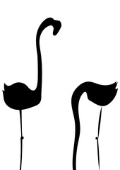 Flamingos