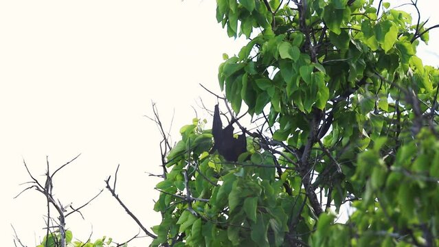 Flying fox, Particoloured bat (Vespertilio murinus)