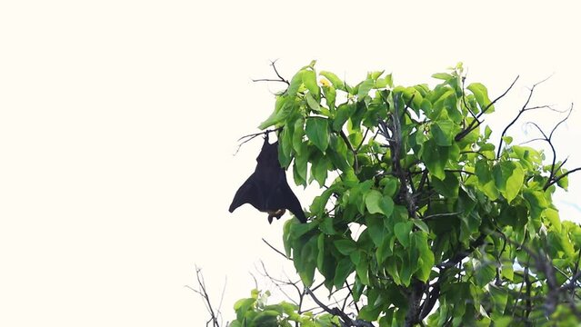 Flying fox, Particoloured bat (Vespertilio murinus)