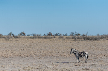 A Burchell's Plains zebra -Equus quagga burchelli- standing on the plains of Etosha National Park, Namibia.