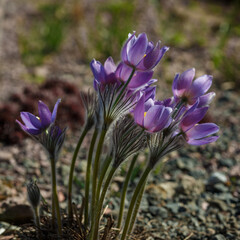Backache ( lat. Pulsat&iacute;lla ), or sleep-grass ,or urgulki in spring 