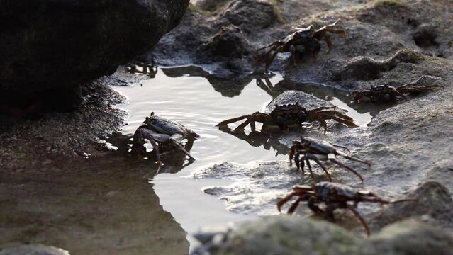 Five crabs at sandy beach, Maldives