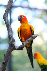 Portrait of Sun Conure bird on the tree