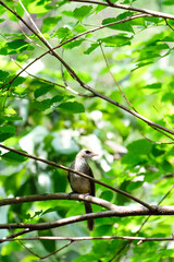 Bird on a branch with green leaf background