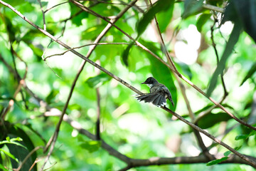 Little bird ready to fly with green tree background