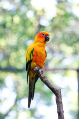 Sun Conure parrot bird is on the tree