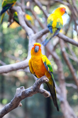 Sun Conure bird on the tree