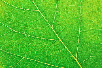 Green leaf texture