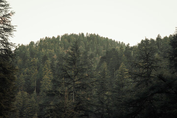 forest in the morning