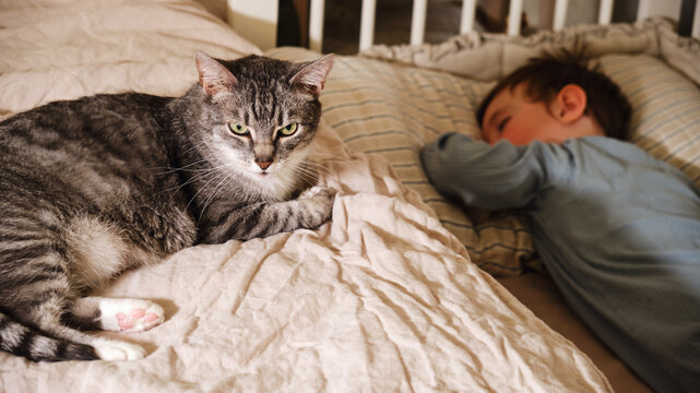 The cat guards the child's sleep. Pet sits next to sleeping baby. Kid aged about two years (one year ten months)