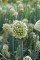 closeup of blooming green onion flower head in the garden.