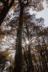 Fototapeta premium trees in autumn