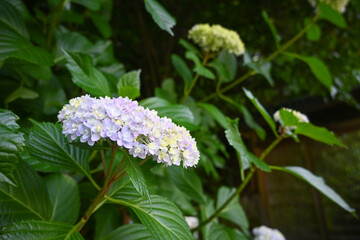 紫色の紫陽花の花