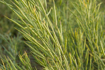 Fototapeta na wymiar Rapeseed seed pods, Stems of rapeseed, Green Rapeseed field 