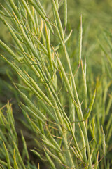 Rapeseed seed pods, Stems of rapeseed, Green Rapeseed field	