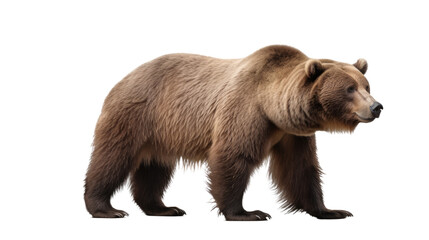 Brown Bear walking isolated on transparent background created with generative AI technology