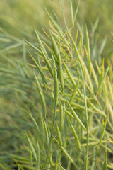 Rapeseed seed pods, Stems of rapeseed, Green Rapeseed field	