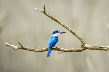 close-up of collared kingfisher perching on branch