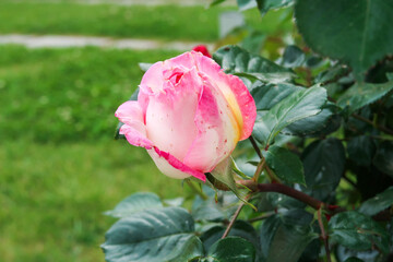 Pink rose flower corolla petals yellow purple white detail close up