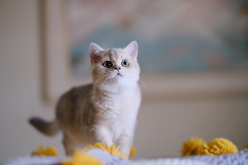 Award-winning British short hair cats and kittens