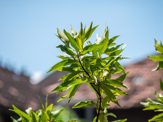 green leaves on blue sky background