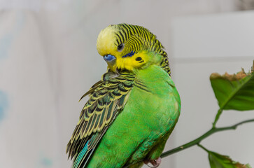 A cute green budgerigar sits on a house plant and cleans its feathers
