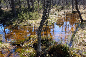 Fototapeta premium Spring flood in the woods in Norway