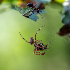 Nature in macro
