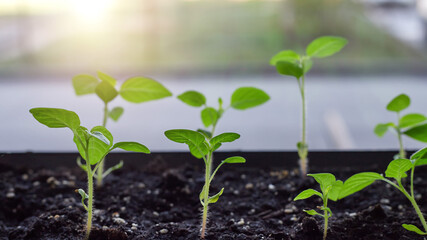Green young pepper seedlings at home on windowsill. Close up. Selective focus.