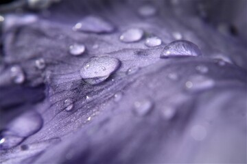 goutte, texture, matière, fond d'écran, violet, eau, pluie, abstrait, texture, macro, gouttelette, la rosée, nature, transparent, goutte de pluie, en verre, bleu, humide, liquide