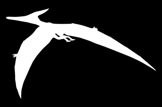 recommend clip art: white silhouette dinosaur pterodactyl vector illustration