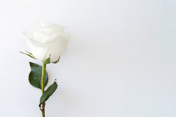 Beautiful white rose on white background with copy space. Created with Generative AI Technology