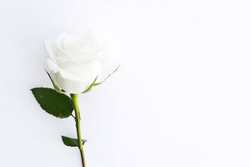 Obraz premium Beautiful white rose on white background with copy space. Created with Generative AI Technology